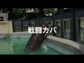 Combat hippo・戦闘 カバ・जापान में नया जीवन दरियाई घोड़ा तारो का रिकॉर्ड