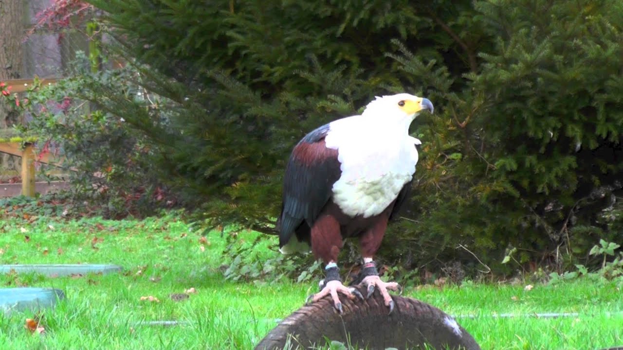 Schreiseeadler schreit