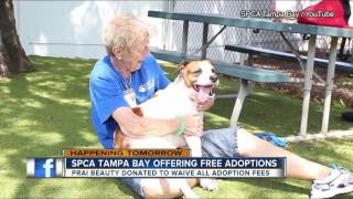 SPCA Tampa Bay waiving adoption fees this Saturday