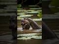 Mother Hippo Rescues Baby from Big Snake Animal Discovery Zoo Channel BBC #planet #national Anaconda