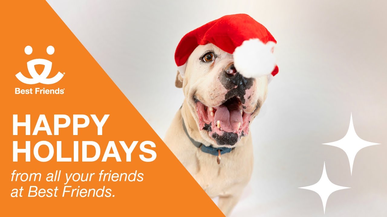 ’Tis the Season 🎁 A Heartwarming Holiday Video ✨ Just For You✨