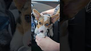 first pup cup! #corgi #corgicrew #corgipuppy #dog #cute #doglover #pets #puppy #shorts #pupcup