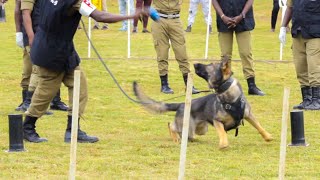 Uganda Police Canine unit Dog searching the Pilgrims at Namugongo by DogTv Uganda 338 views 11 months ago 1 minute, 57 seconds