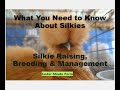 Raising  breeding silkies  what you need to know