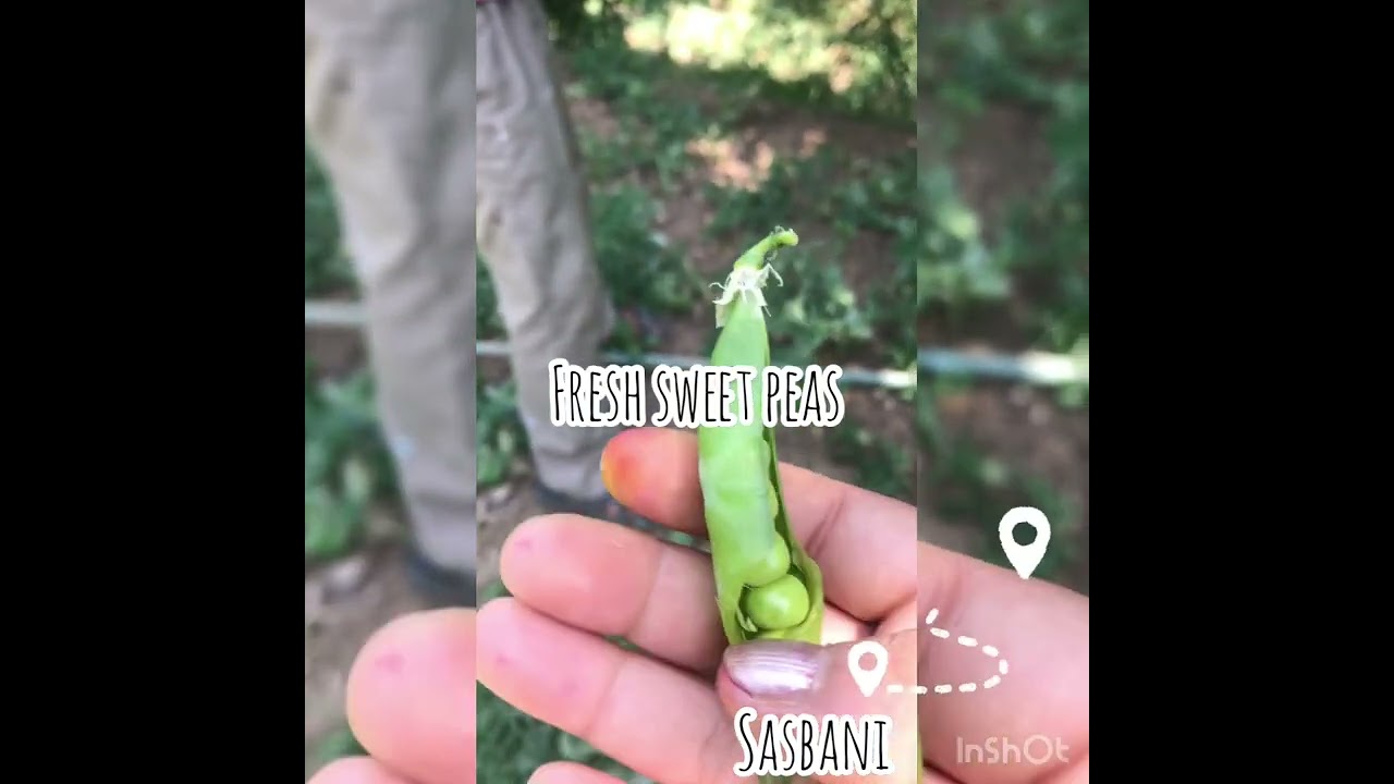 Small trek to my village Sasbani .. Located in Mukteshwer, Nainital . 