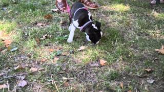 Boston terrier meetup - victoria park ...