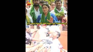 వైసీపీ వాళ్ళని కుక్కలతో పోలిస్తే కుక్కలు బాధ పడతాయి #sharmila #ysrcp#ysjagan#trolls #telugutrolls