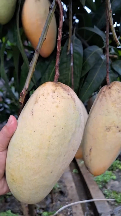 Mangga kiojay dari thailand buah besar biji tipis #manggakiojay #mangga