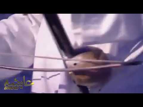 عمال يعادي ويتكابر ويسوق في عنده ومش صابر وانا من عيله وبنت أكابر وفي وسط ناسي يا ناس آيه أصالة