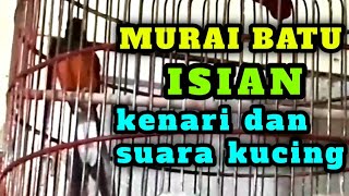 murai batu isian kenari dan suara kucing cocok digunakan sebagai pancingan murai batu.