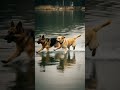 #DreamScreenAI #funny #memes#explorepage #viralvideo #dog