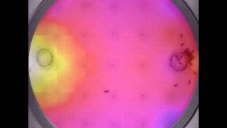 Social and thermal gradient
