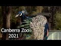 Canberra Zoo - Cinematic Reel (2021)