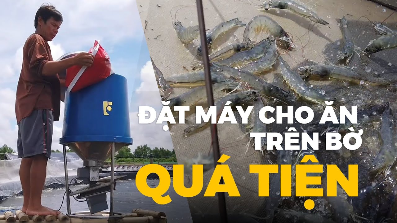 Clip quay máy cho tôm ăn XP50 FarmX đặt trên bờ ao, cám rải thành hình quạt ra mặt nước