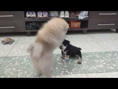 Too cute !!! Our Pomeranian / Pom fighting for her life with 2 scary english bulldog