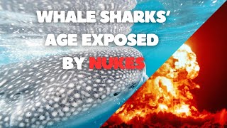 How Nuclear Bombs Exposed Whale Sharks' Age