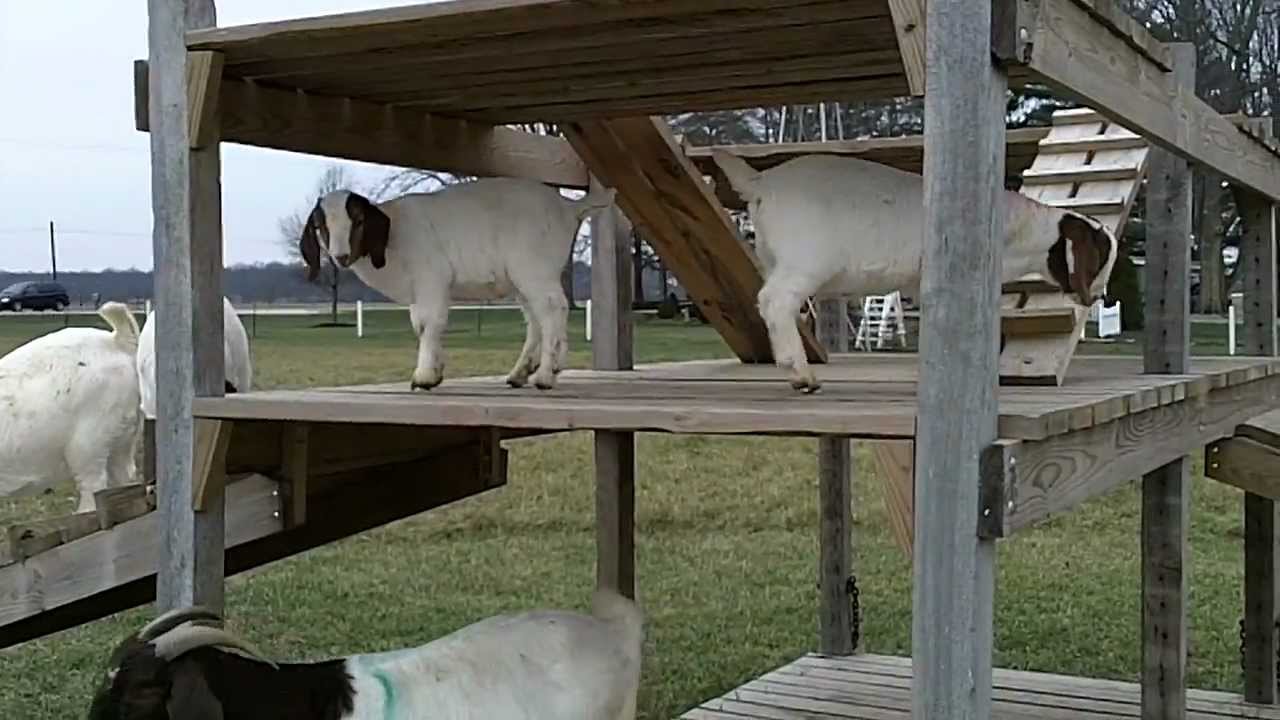 Boer Goat bliss on the playground - YouTube