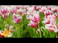 Douce floraison des fleurs printanires 4k u relaxation profonde aux couleurs de la nature