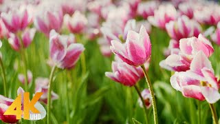 Gentle Blooming of Spring Flowers in 4K - Deep Relaxation to Spring Nature Colors & Sounds - Part #2 screenshot 4