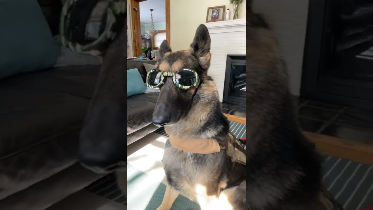 Doggles