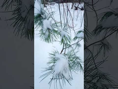 The Lonely Shepherd The Lonely Shepherd