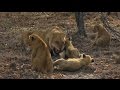 Styx Lions & Cubs AM SafariLIVE 07/25/16