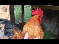 【地獄の】大雨でも泣きながら鶏の世話をします…【雨飼育】 93話目