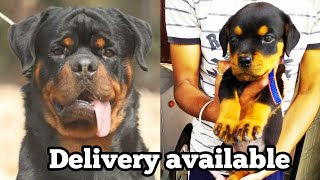 Super quality Rottweiler puppy for sale in low price| Rottweiler puppies for sale| Doggies tube