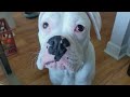 Puppy and old lady boxer dogs tug of war