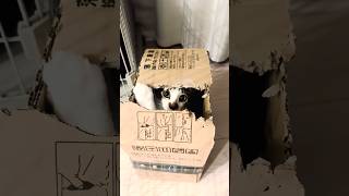 “Do not disturb” mode activated 📦🔒 #catvideos #lukethehumancat #catinthebox