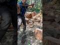 #woodbullet #axes #firewood #logger #timberfaller #splittingaxe #woodsplitting