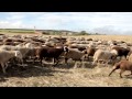 Premio Tierras de Zamora 2013 - Churreros Transhumantes de Aliste y Sierra de la Culebra