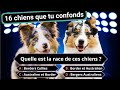 Les chiens qui se ressemblent  jeu interactif 