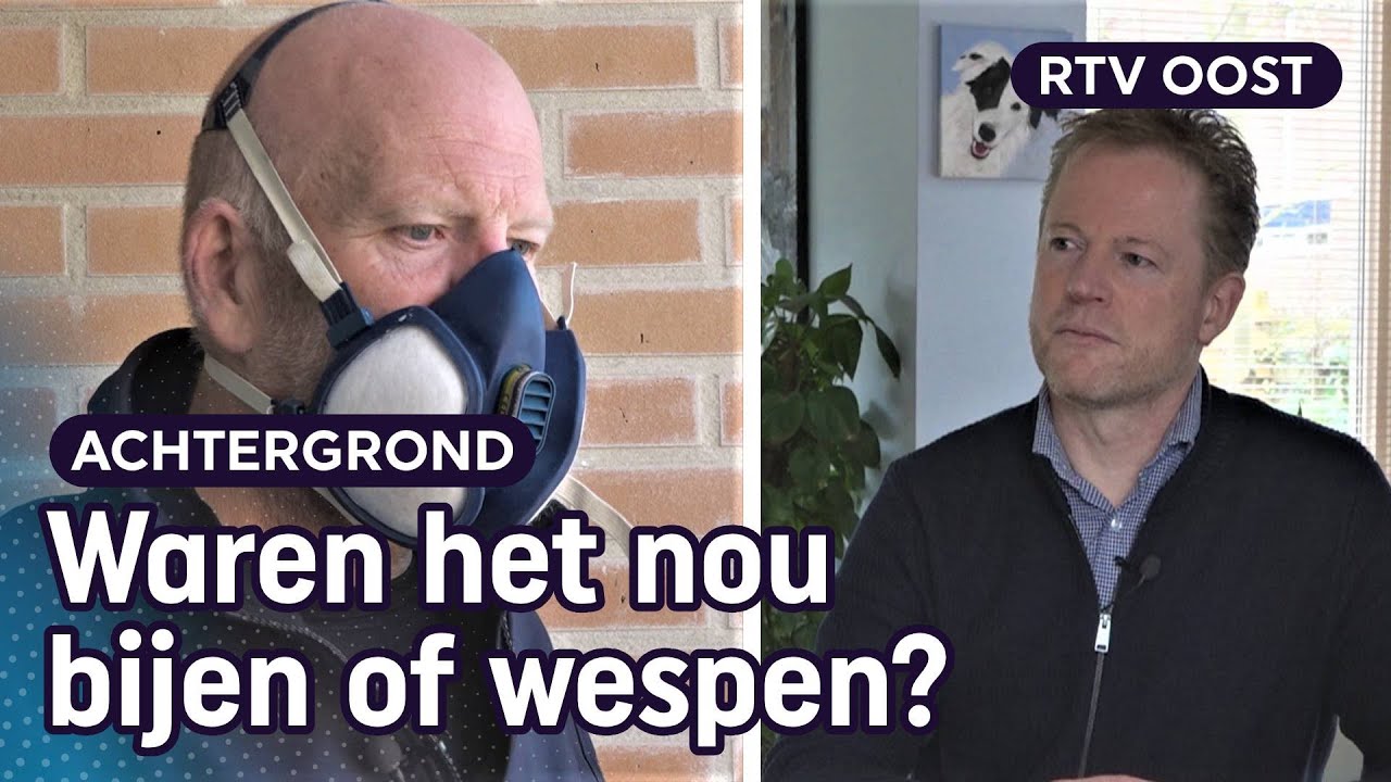 Bestrijder en dierenvriend botsen na bestrijding 'wespennest' | RTV Oost