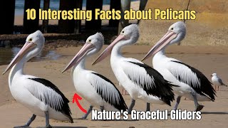 Celebrity ✅ 🦤 10 Interesting Facts about Pelicans 🦢 Pelicans Birds Education Videos Net Worth