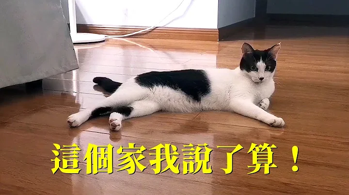 帶了一隻流浪貓回家，從此原住民的好日子就到頭了... - 天天要聞