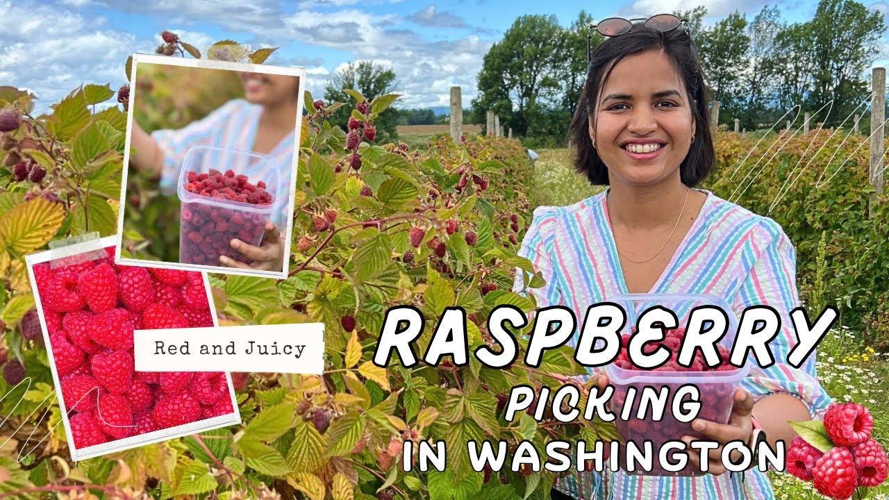 Snohomish Raspberry Picking Taste Tested and Farm Picked : Raspberry Picking dat in the US | Pluck ...