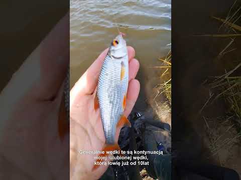 Idealna wędka do lekkiego bata, lub uklejówka