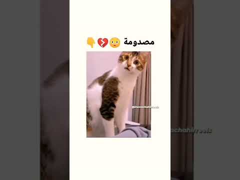 مصدومة بجد ومش بنطق قطط مضحكة بسه قطة كيوت حيوانات أليفة حالات انستجرام حالات واتس 