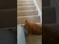 Cat doesn’t want mom to leave...