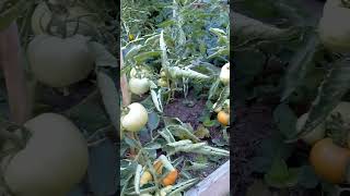 Farming in the city!#shorts #backyard #crops #food #fresh #vegetables