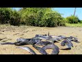 amazing fishing! A fisherman Catch fish a lot in mud when little Water Catch by hand near the road