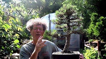 My Austrian Pine Bonsai, Part 1, The Bonsai Zone, July 2019