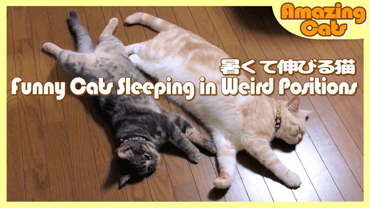 可愛い画像 暑くて伸びて寝る猫たち - Funny Cats Sleeping in Weird Positions -