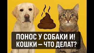 A dog or cat has diarrhea and what to do in such cases