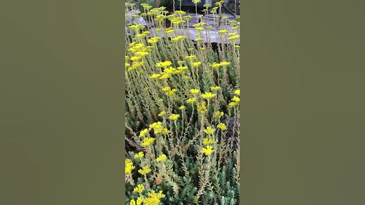 #yellow #succulent #flowers #cute #ground #cover #lots #many #nature #outside #plants #summer - DayDayNews