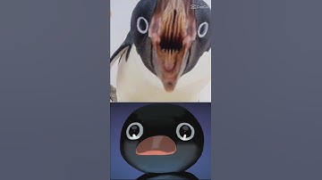 Thumbnail of penguin are cute but the mouth is problem