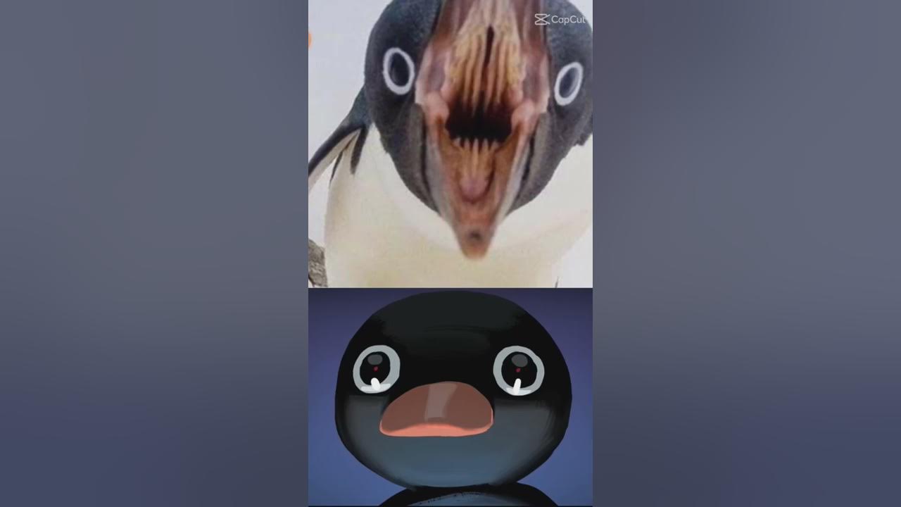 penguin are cute but the mouth is problem penguin are cute but the mouth is problem