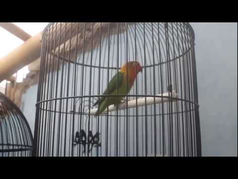 Pancingan Lovebird Ngetik Ngekek Panjang Paud Fighter Youtube