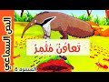 النص السماعي تعاون مثمر منار اللغة العربية للمستوى السادس ابتدائي 